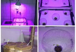 Hidroponia-com-arduíno - mostra as imagens da pasta raíz deste álbum Hidroponia-com-arduíno